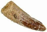 Juvenile Fossil Spinosaurus Tooth - Real Dinosaur Tooth #348691-1